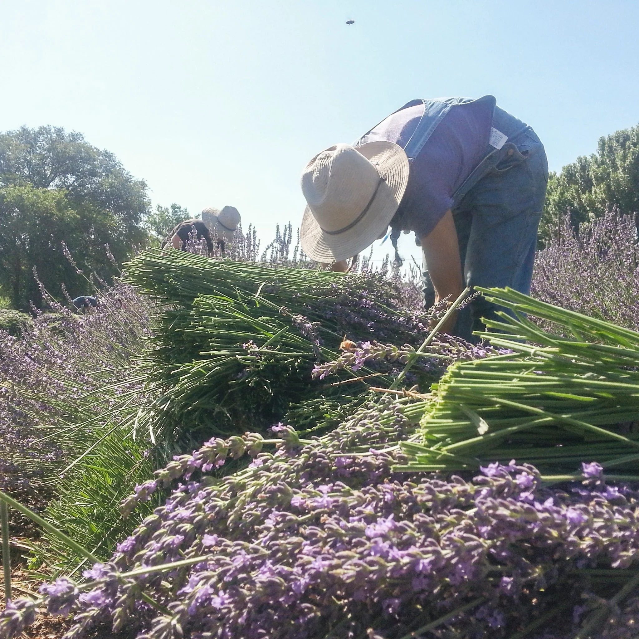 Organic Lavender Essential Oil - Image 4
