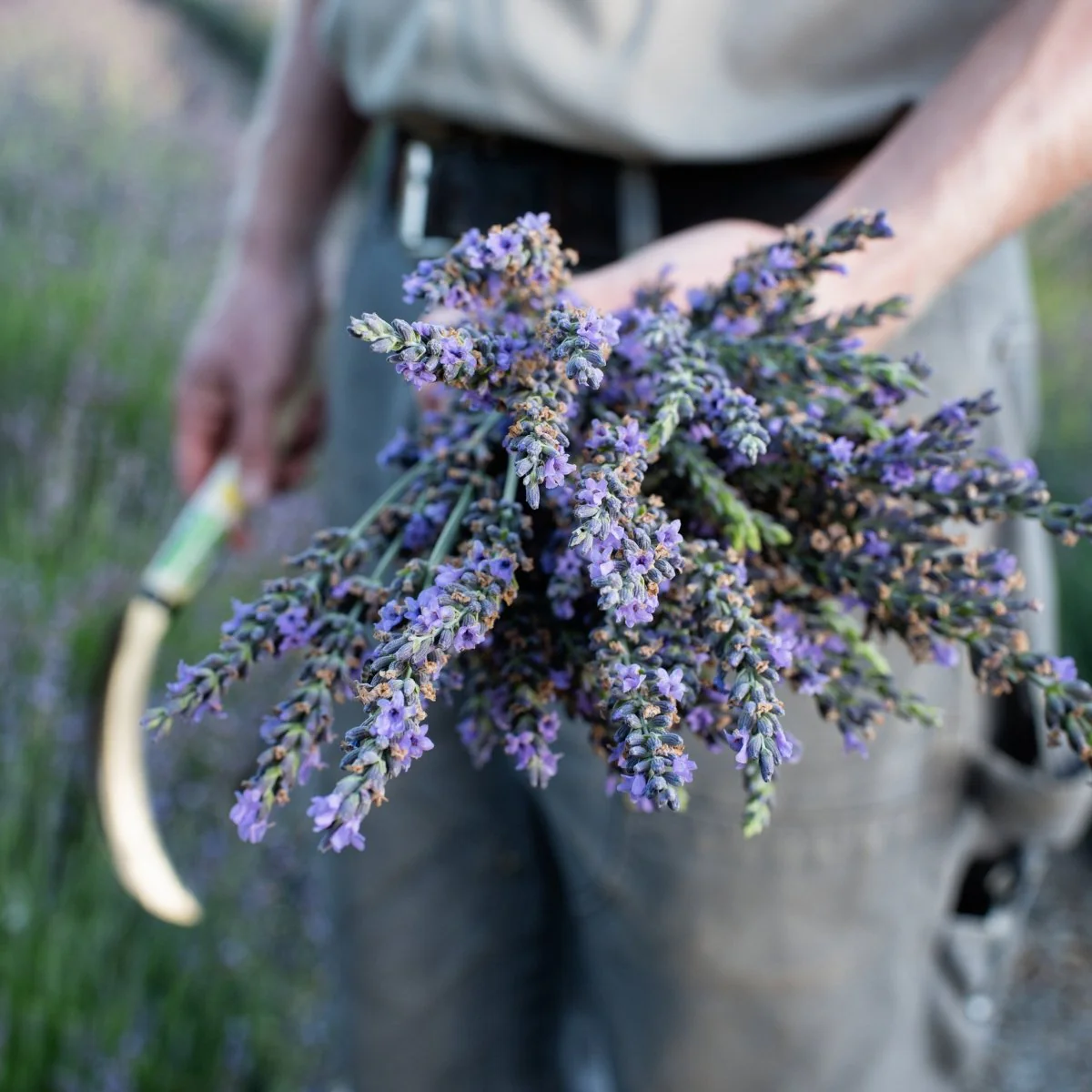 Organic Lavender Essential Oil - Image 5